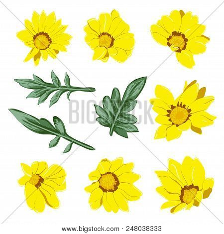 Set Of Summer Wild Floral Blooming Garden Flowers, Botanical Natural Illustration On White In Hand D