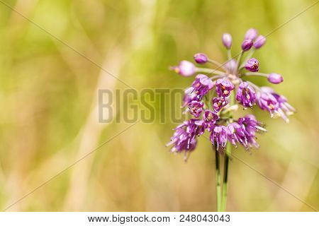 Red Purple Allium Thunbergii Flower In Front Of Dead Grass