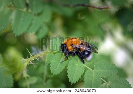 A Large Furry Bumblebee On A Leaf Of A Wild Rose Close-up