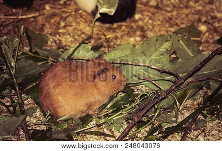 The Guinea Pig Or Domestic Guinea Pig, Also Known As Cavy Or Domestic Cavy, Is A Species Of Rodent B