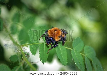 A Large Furry Bumblebee On A Leaf Of A Wild Rose Close-up