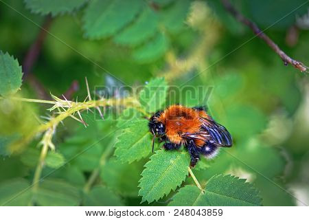 A Large Furry Bumblebee On A Leaf Of A Wild Rose Close-up