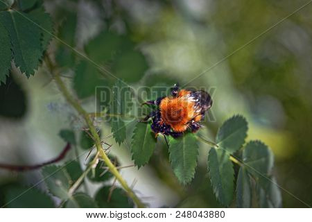 A Large Furry Bumblebee On A Leaf Of A Wild Rose Close-up