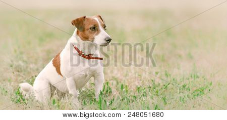 Close-up Portrait In Profile Of Cute Small White And Red Dog Jack Russel Terrier Sitting On Glade On