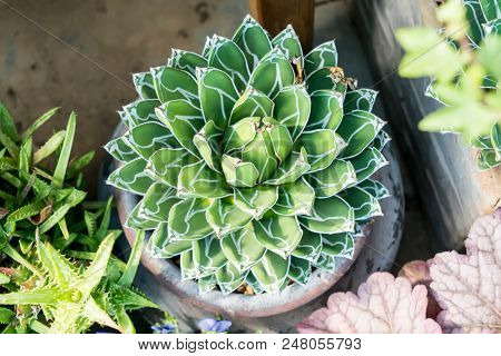 Detail of Agave victoriae-reginae (Queen Victoria agave, royal agave)