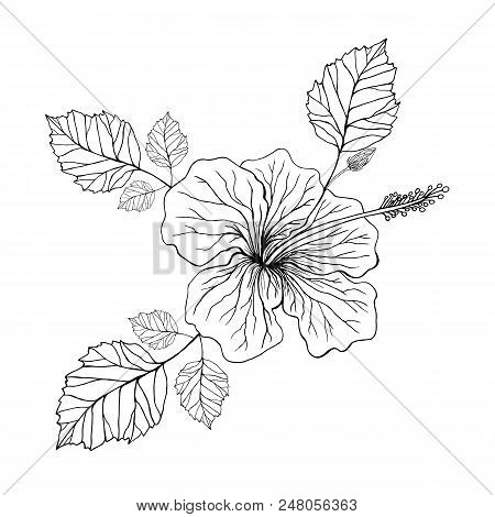 Flower Hibiscus, Coloring Page.  Isolated Pattern. Decorative Element Of The Exotic Flower. Vector H