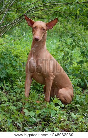 Pharaoh Hound Is Looking At The Camera. Pet Animals.