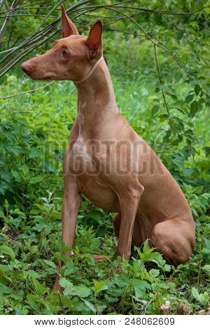 Pharaoh Hound Is Sitting On A Green Meadow. Pet Animals.