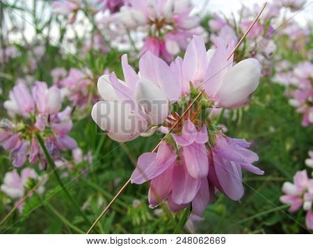 The Bird Vetch Of Pink Color Grows On A Meadow, Filming From Below Close Up