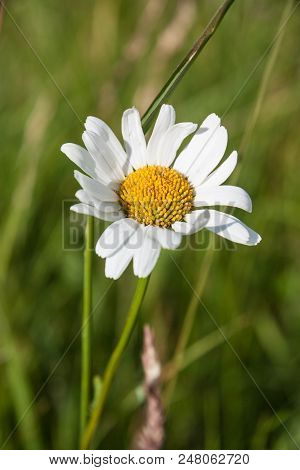 Jastrun (leucanthemum Vulgare), Perennial And Hemicryptophyte Belonging To The Asteraceae Family. Ot