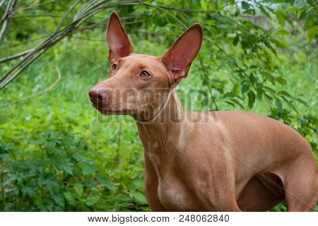 Cute Pharaoh Hound Close Up. Hunting Dog. Pet Animals.