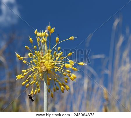 Close-up View Of Yellow Flower Allium Flavum On A Meadow, Allium Flavum, The Small Yellow Onion Or Y