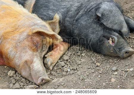 Tamworth And Essex Saddleback Pigs