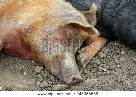 Tamworth And Essex Saddleback Pigs