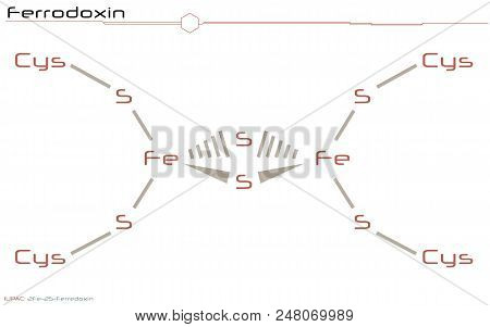 Large And Detailed Infographic Of The Molecule Of Ferrodoxin.