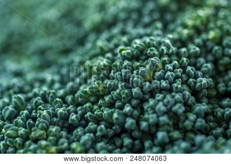 closeup of a stem of raw broccoli, made with a macro lens