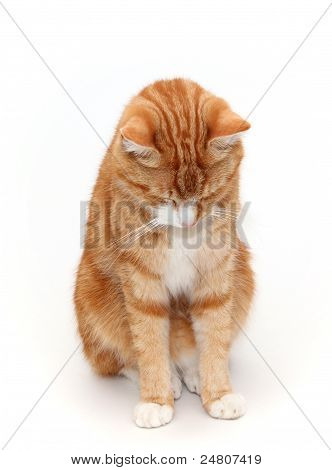 szégyelli tomcat