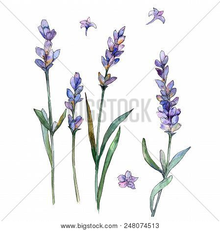 Pupple Lavender. Floral Botanical Flower. Isolated Illustration Element. Aquarelle Wildflower For Ba