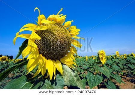 Zonnebloem
