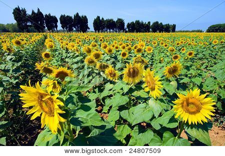 Zonnebloemen