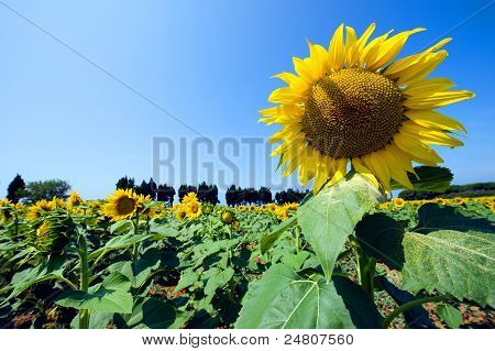 Zonnebloem