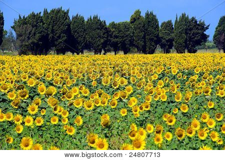 Zonnebloem veld