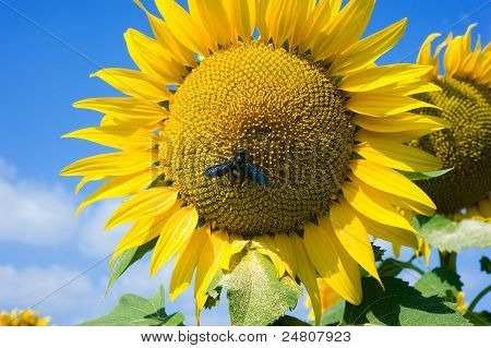 Bee On zonnebloem