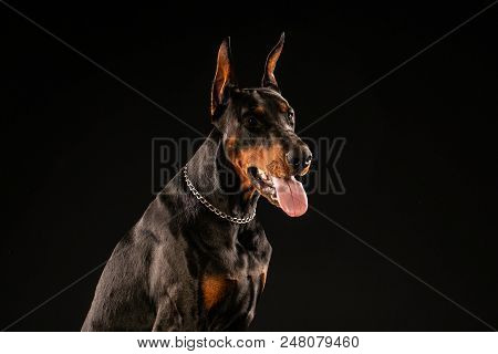Portrait Of Doberman Pinscher On Black Background. Trained Dog