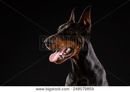 Portrait Of Doberman Pinscher On Black Background. Trained Dog