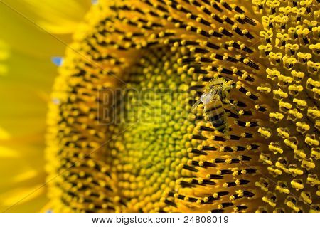 Bee On zonnebloem