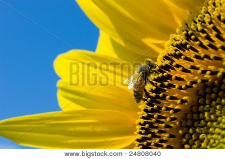 Bee On zonnebloem