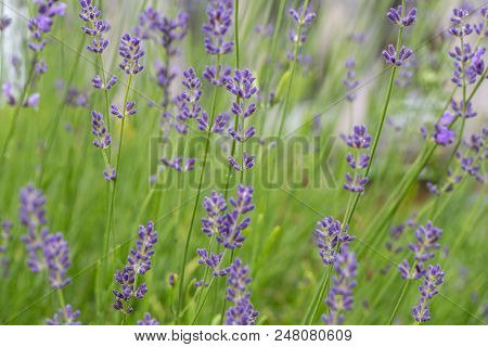Lavender Flowers Blooming. Purple Field Flowers Background. Tender Lavender Flowers, Shallow Depth O