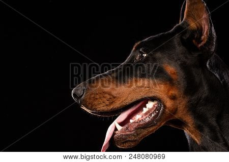 Portrait Of Doberman Pinscher On Black Background. Trained Dog