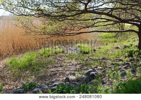 Marshy Ground And Rocks Beneath A Tree
