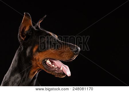 Portrait Of Doberman Pinscher On Black Background. Trained Dog