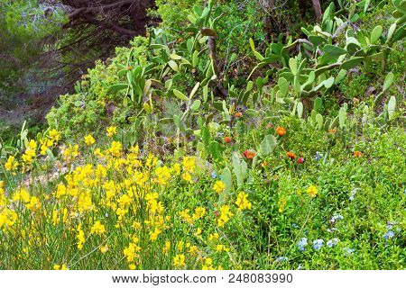 Blooming Cactus On Mountainside. Exotic Flora Of Resort Blanes In Summertime. Mountain Of Castle San