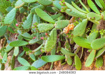 Blooming Cactus On Mountainside. Exotic Flora Of Resort Blanes In Summertime. Mountain Of Castle San