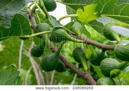 Green Figs On The Branch Of A Fig Tree