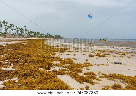 Punta Cana, Dominican Republic - June 24, 2018: : sargassum seaweeds on ocean beach in Bavaro, Punta Cana. Due to global warming, the altered ocean current bring sargasso to Dominican Republic coast.