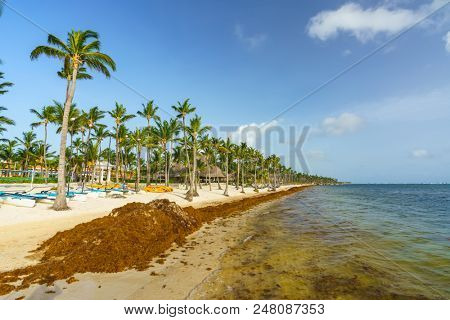 Punta Cana, Dominican Republic - June 25, 2018: : sargassum seaweeds on ocean beach in Bavaro, Punta Cana. Due to global warming, the altered ocean current bring sargasso to Dominican Republic coast.