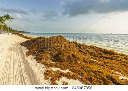 Punta Cana, Dominican Republic - June 25, 2018: : sargassum seaweeds on ocean beach in Bavaro, Punta Cana. Due to global warming, the altered ocean current bring sargasso to Dominican Republic coast.