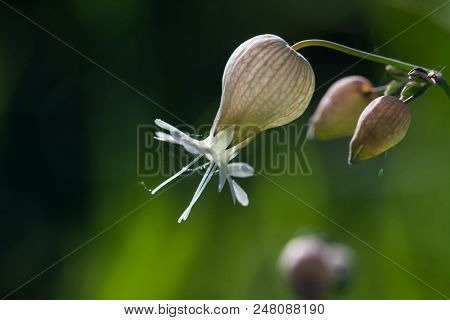 Maidenstears (silene Vulgaris) Flower Closeup Photo With Blurred Background