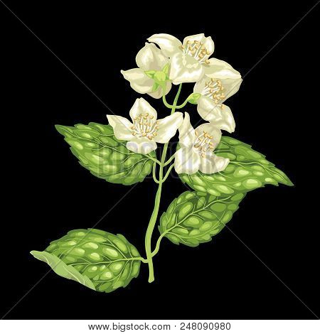 Jasmine Branch Vector Graphic Illustration On The Black Background With Flowers And Leaves