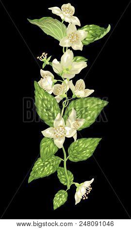 Vertical Design Element With Jasmine Flowers