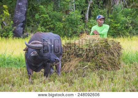 Marinduque , Philippines - March 31: Filipino Farmer Working At A Rice Field In Marinduque Island Th
