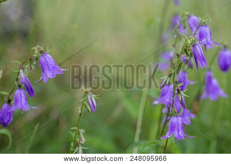 Blue Bell Flowers. Beautiful Meadow Field With Wild Flowers. Spring Or Summer Wildflowers Closeup. H