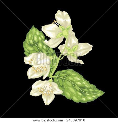 Jasmine Branch Vector Graphic Illustration On The Black Background With Flowers And Leaves