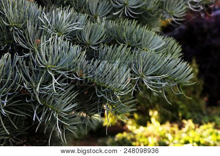 Branch Of Coniferous Tree On A Blurred Background.