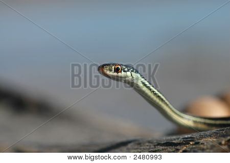 Thamnophis