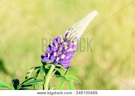 Lupinus Spring Flowers On Blurred Macro Background. Spring Or Summer Border Template With Copy Space